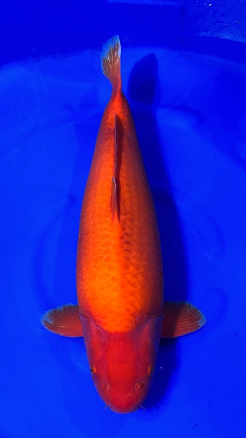 Juara 2
