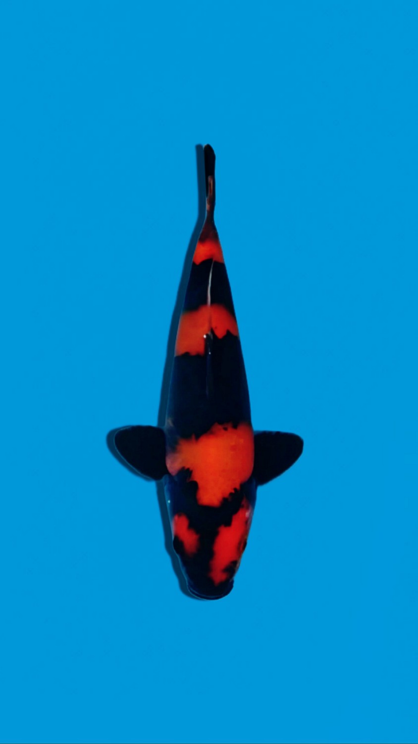 D. Cempaka Prize 21 - 25 cm