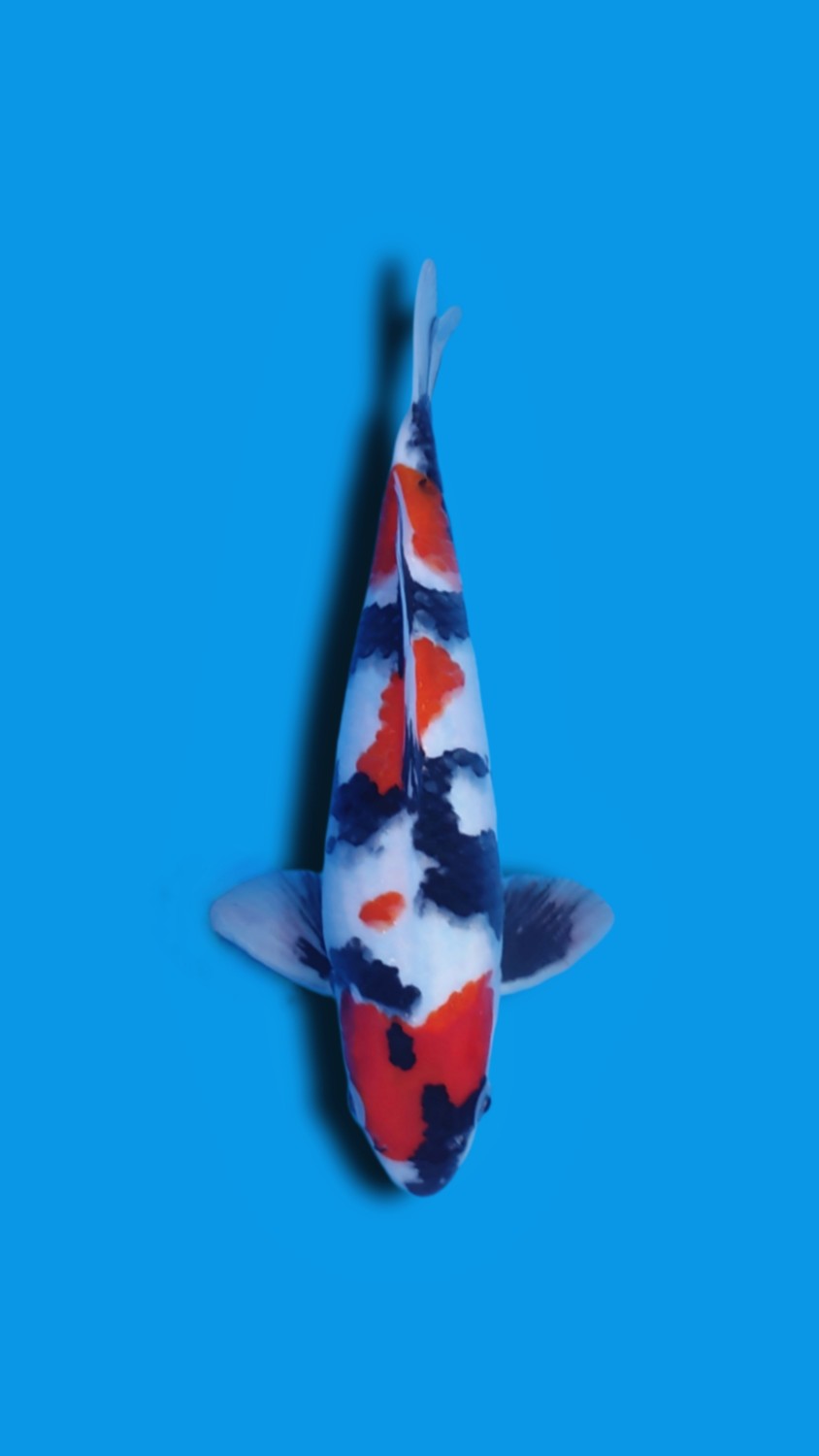 F. Tategoi Prize 26 - 30 cm