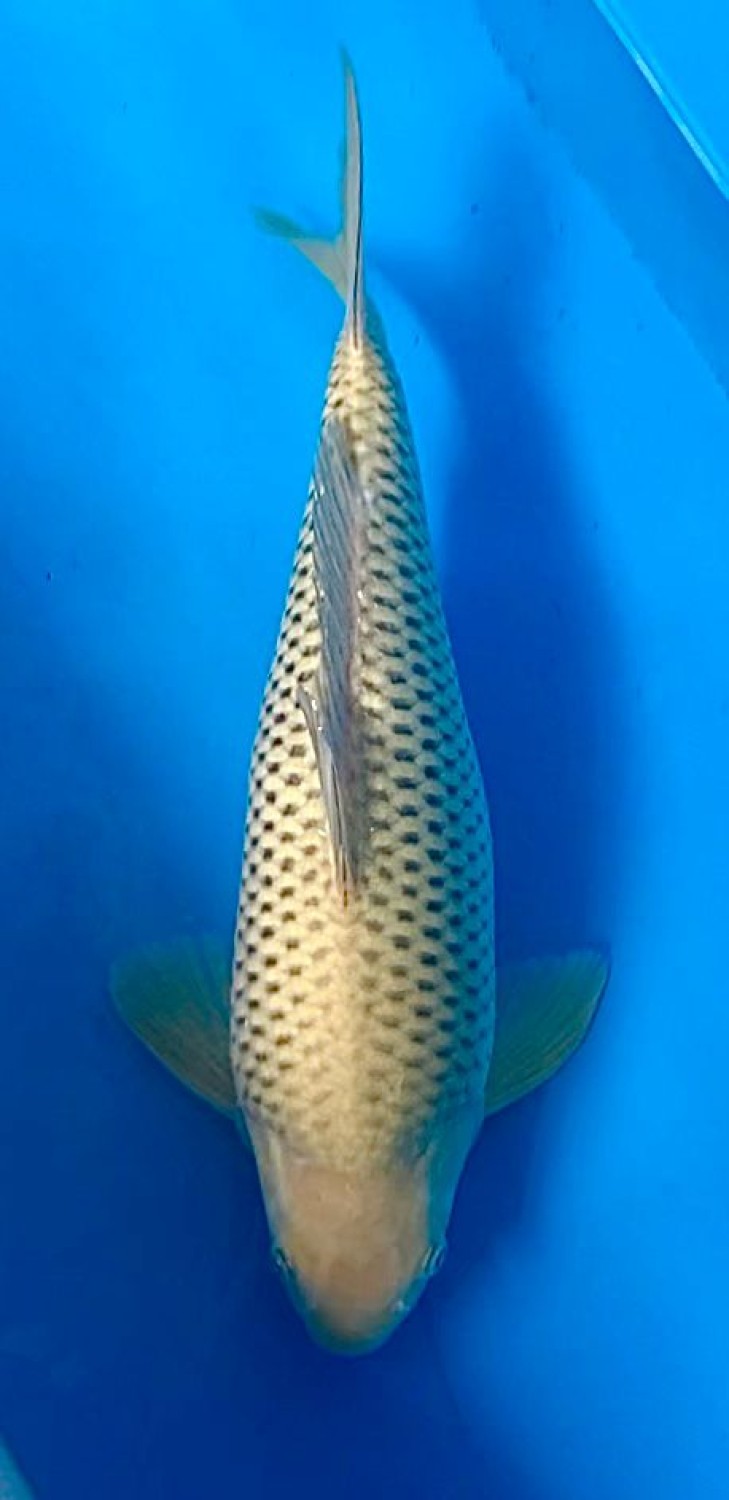 Juara 2