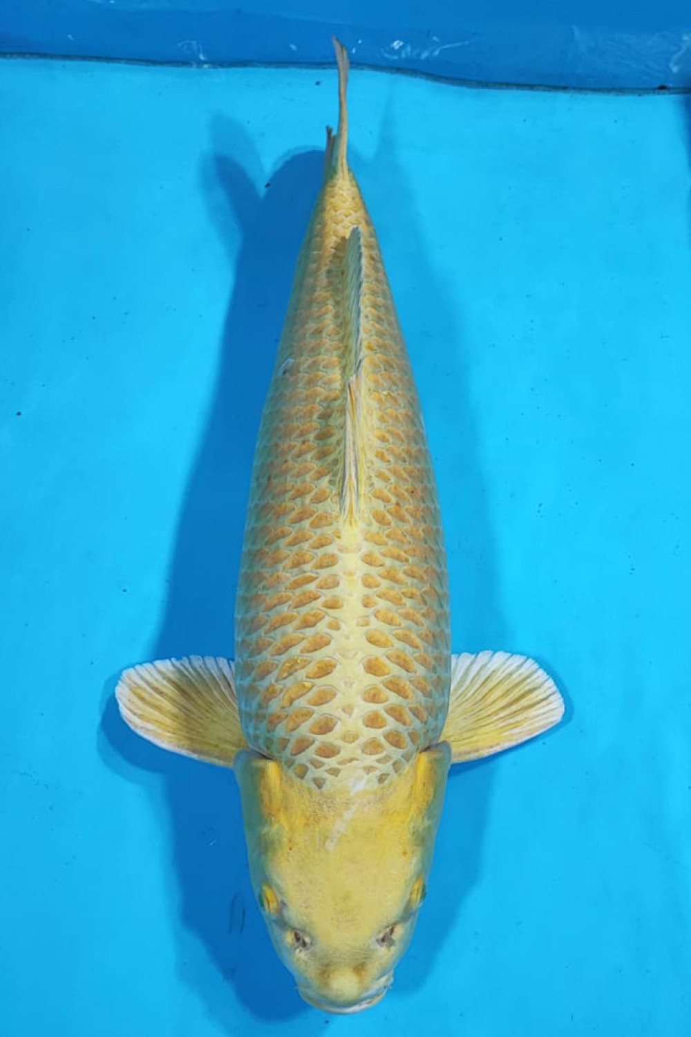 Juara 1