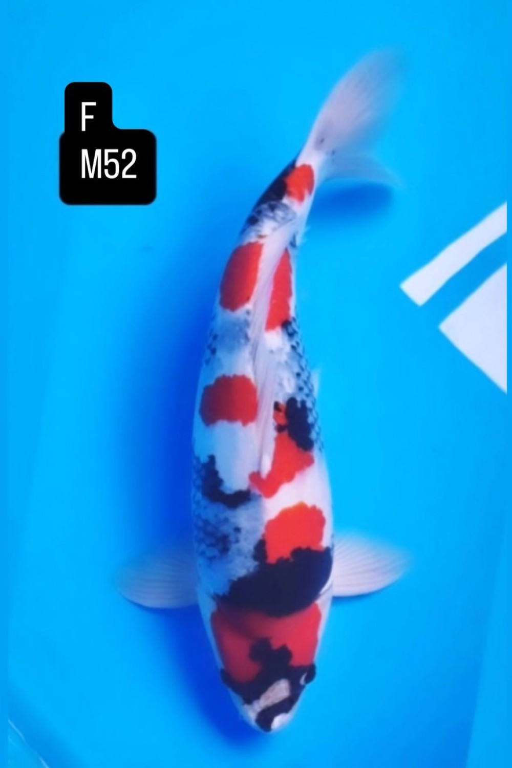 Juara 2