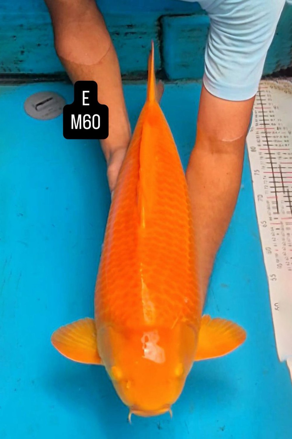 E. Kamboja Prize 56 - 60 cm