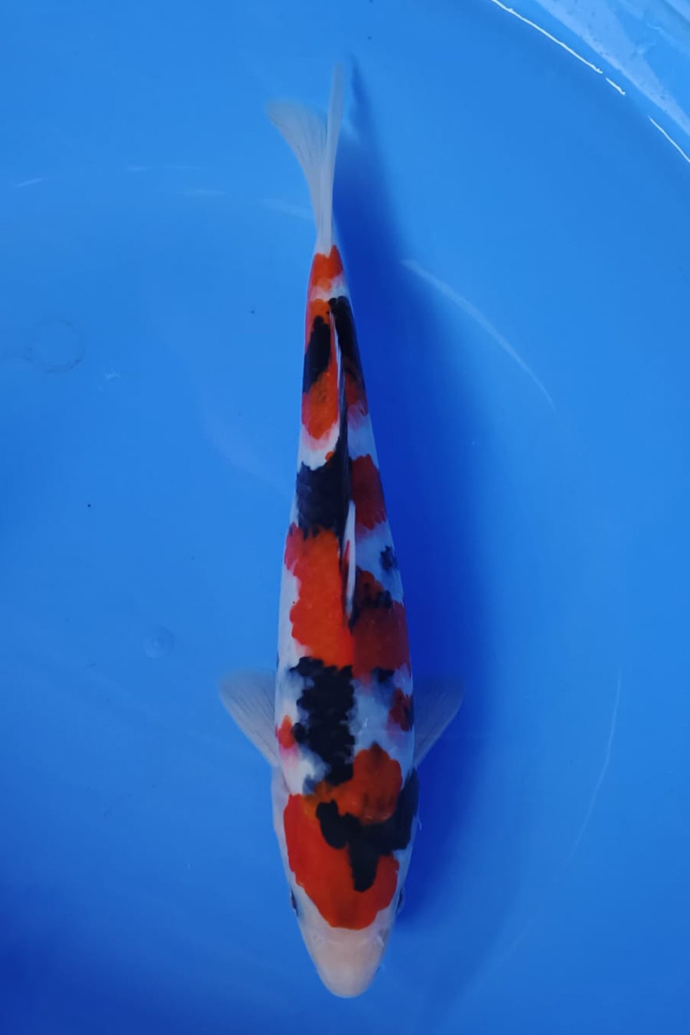 Juara 5
