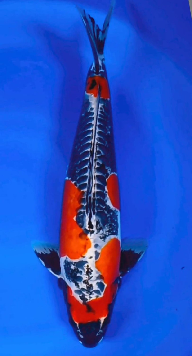 C. Anggrek Prize 41 - 45 cm