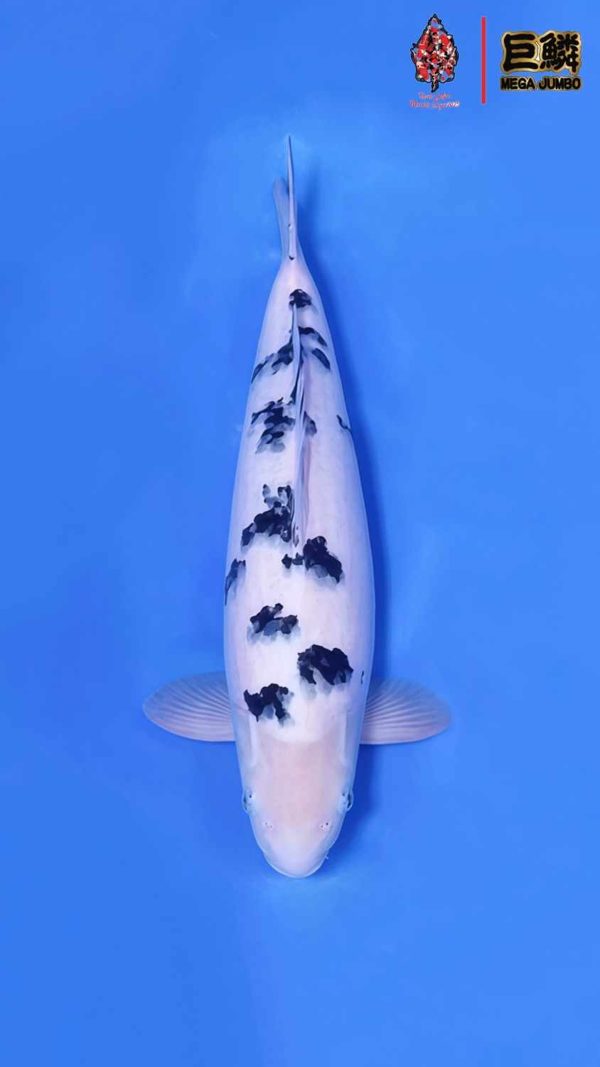 D. Cempaka Prize 41 - 45 cm