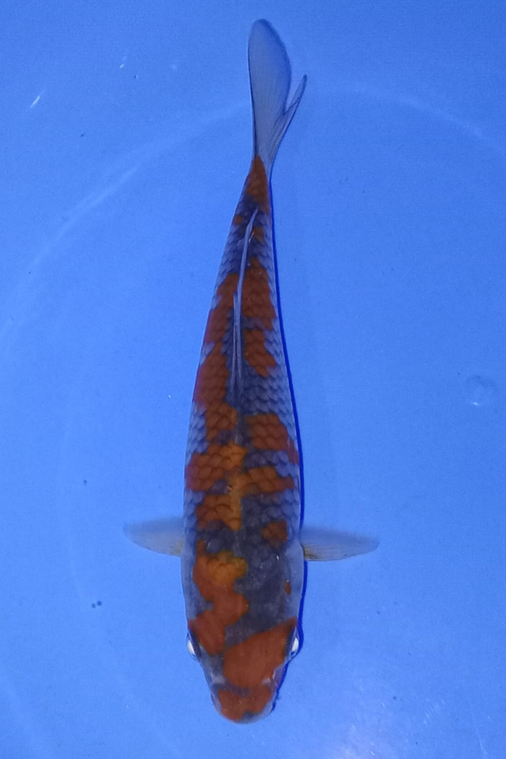 Juara 1