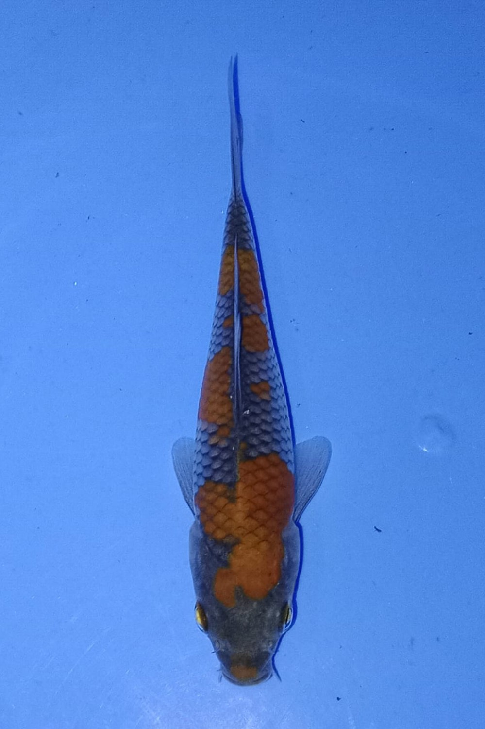Juara 1