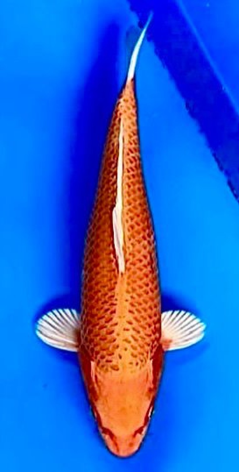 Juara 4