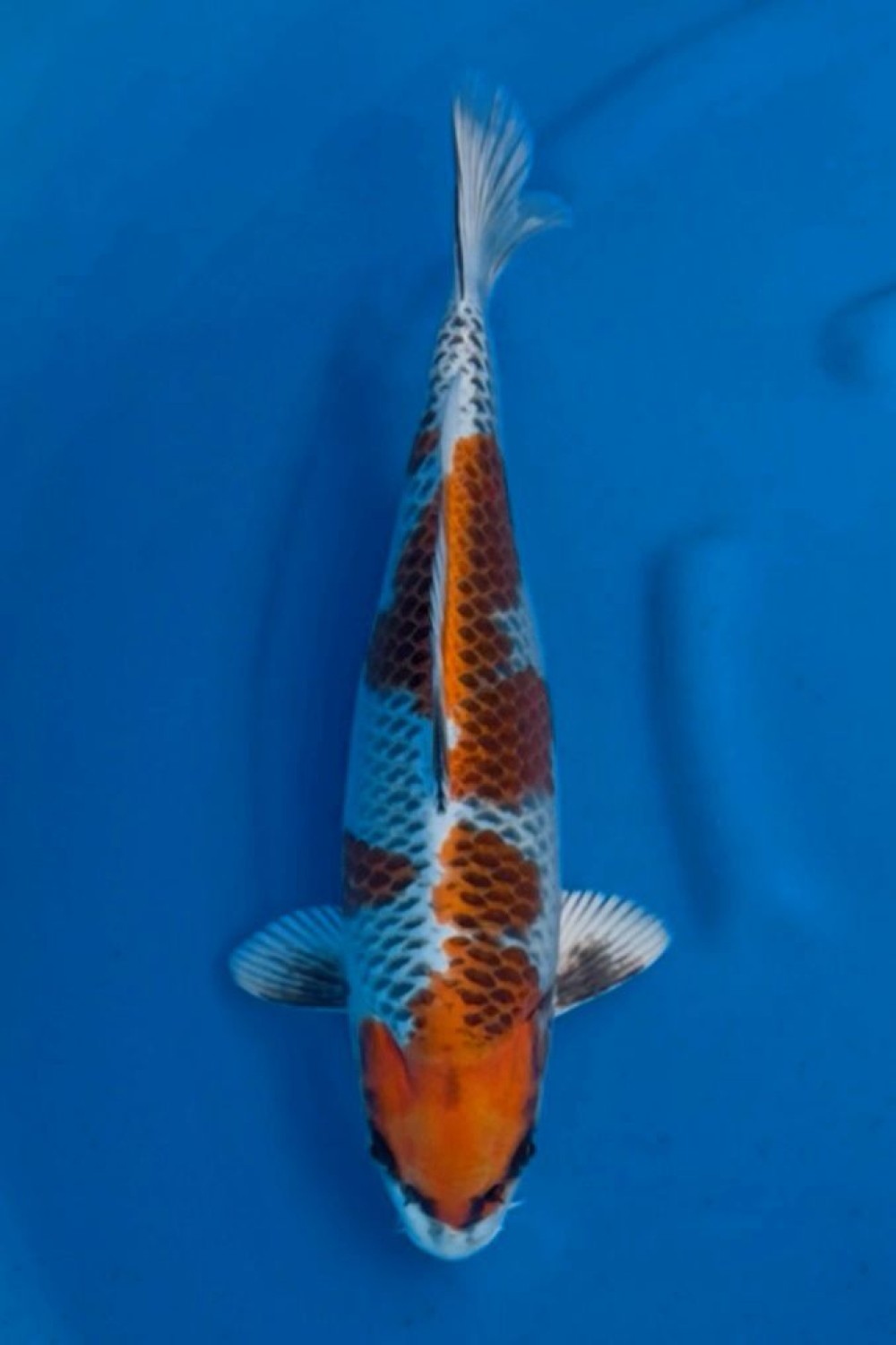Juara 2