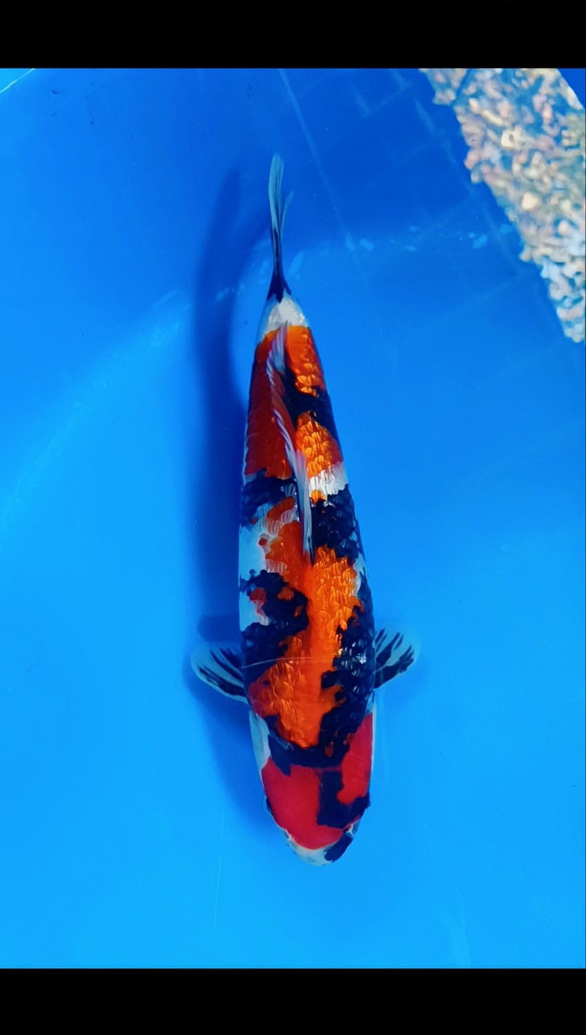 Juara 2
