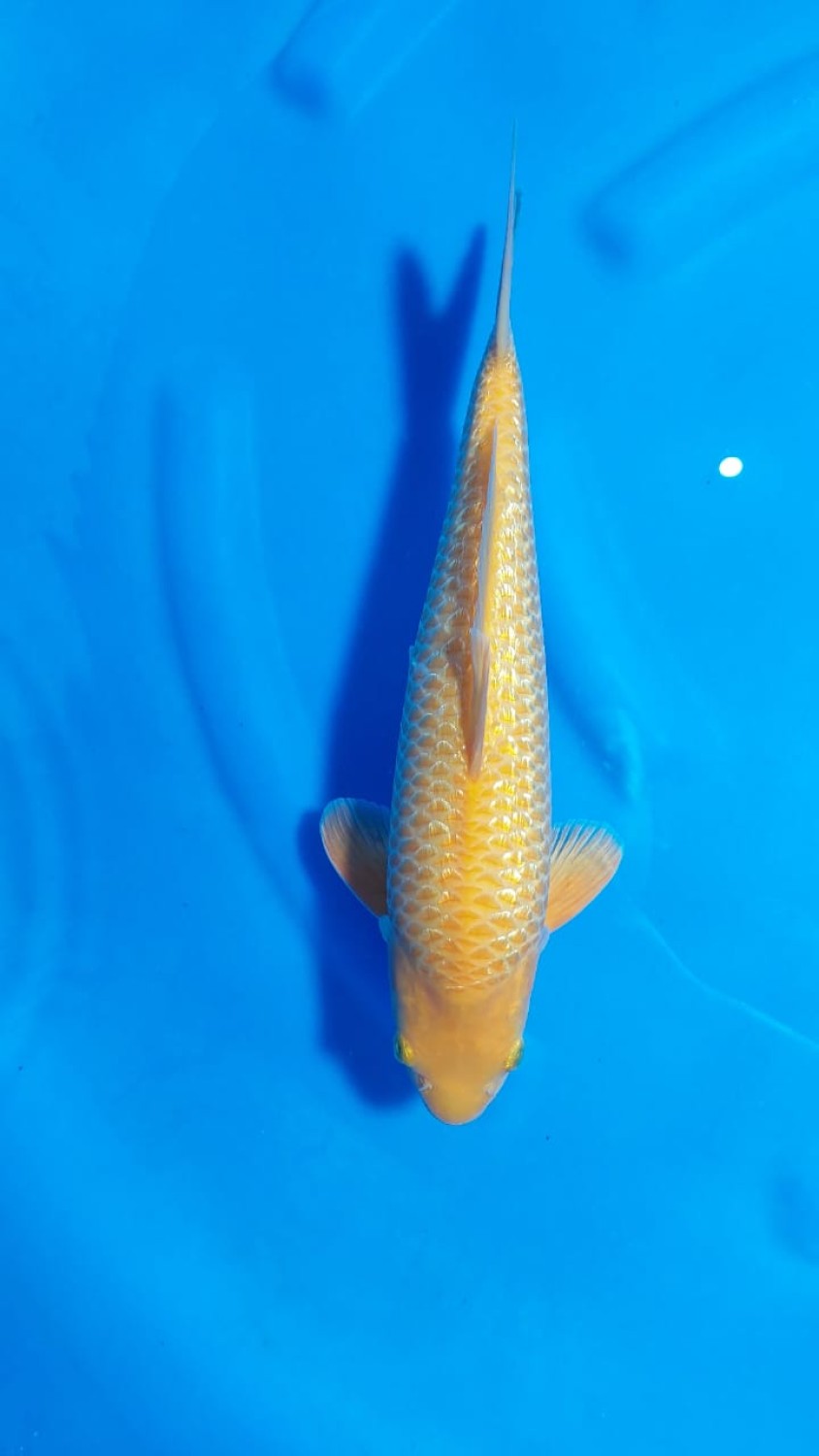 Juara 3