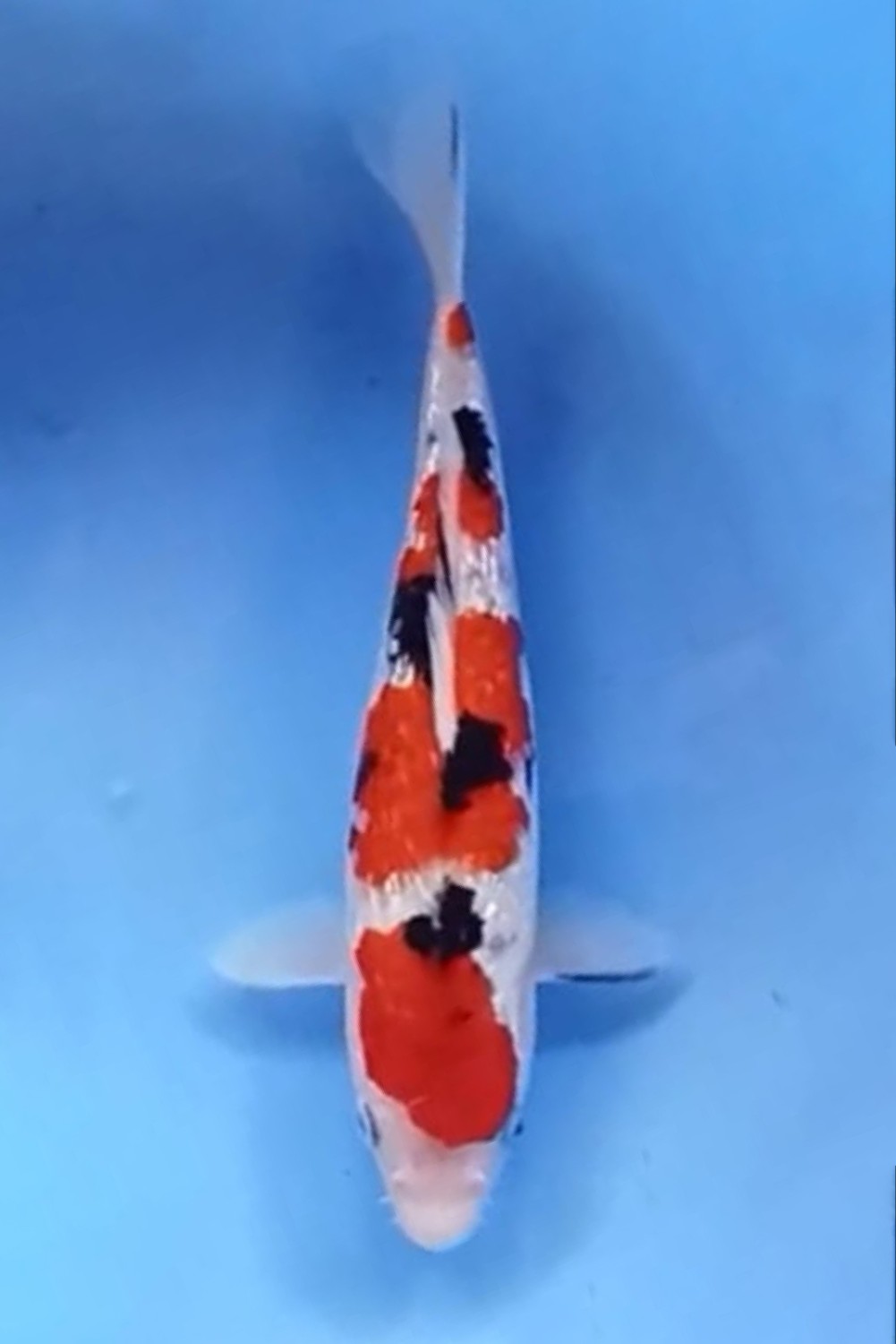 Juara 4