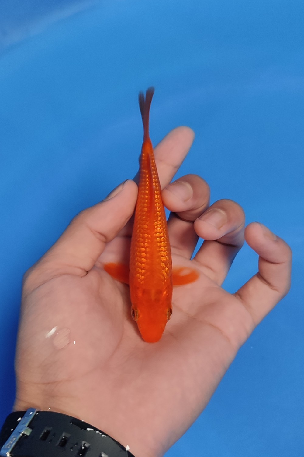 Juara 1
