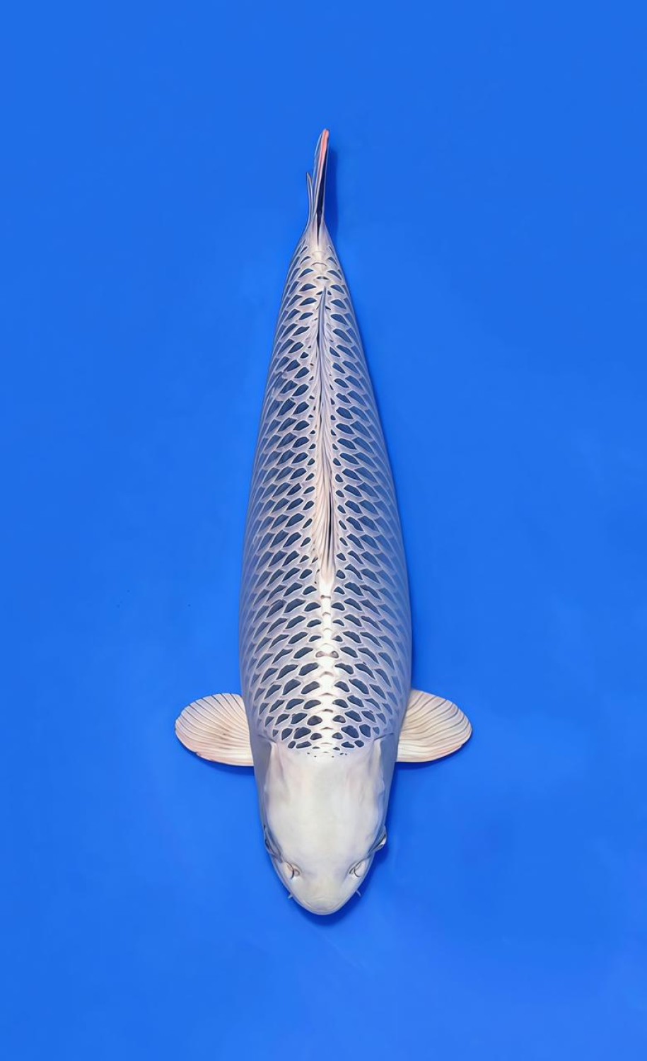 E. Kamboja Prize 51 - 55 cm
