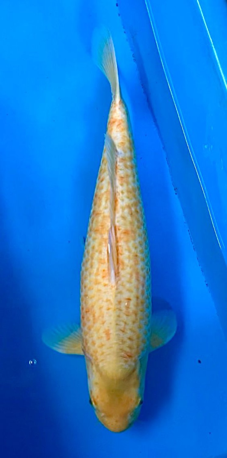 Juara 2