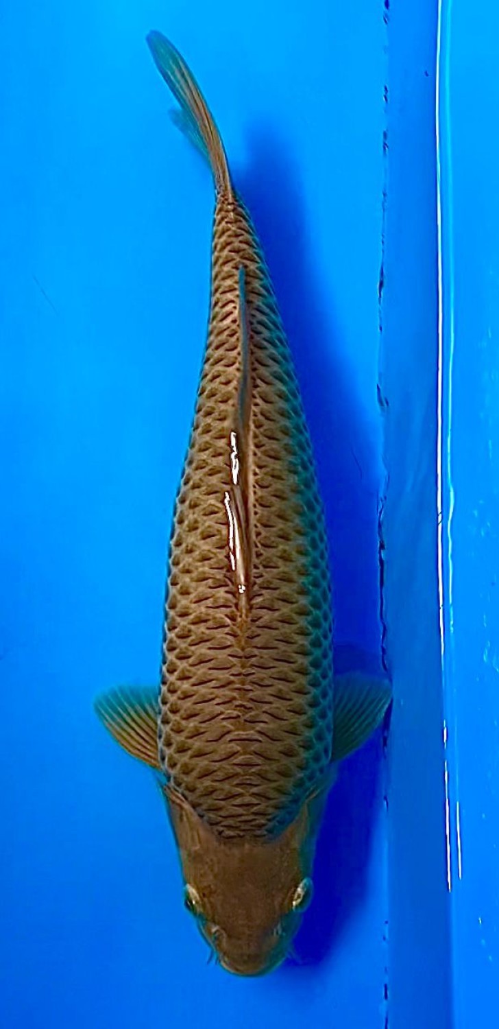 Juara 1