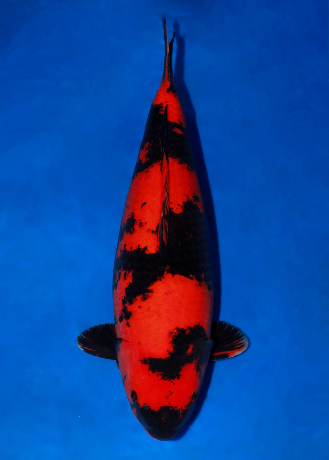 D. Cempaka Runner-Up Grand Champion