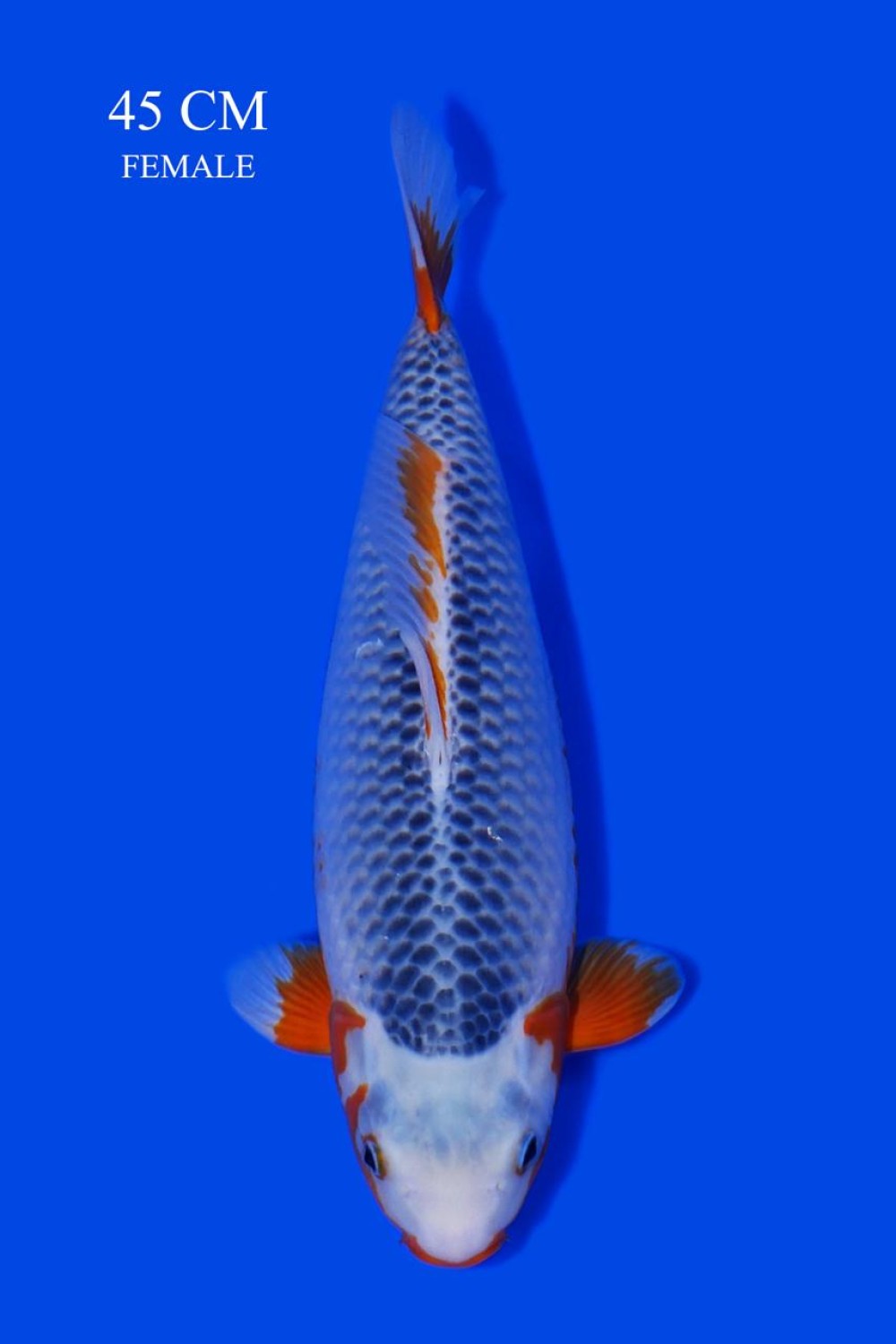 Juara 1