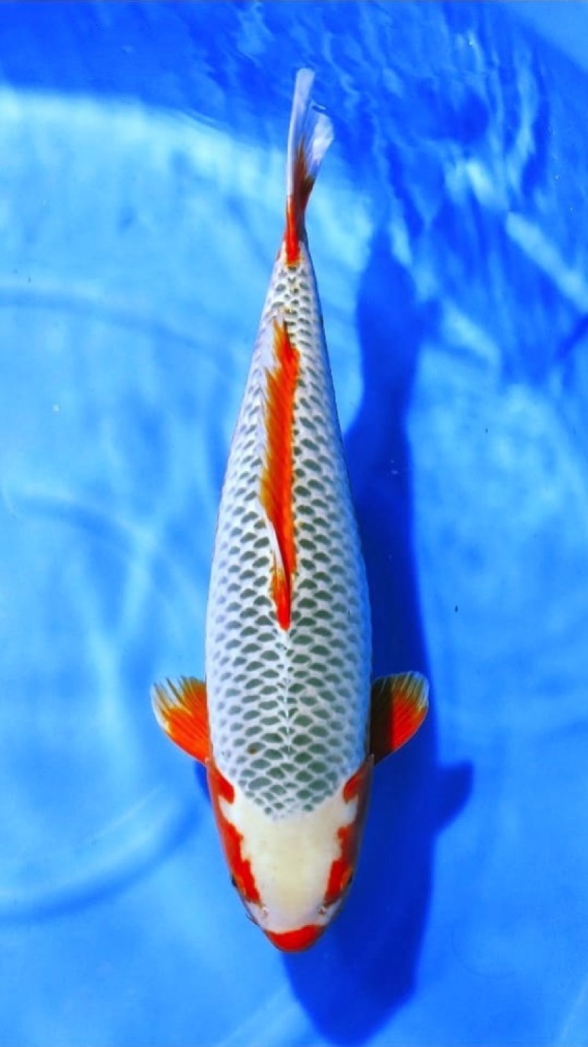 Juara 1