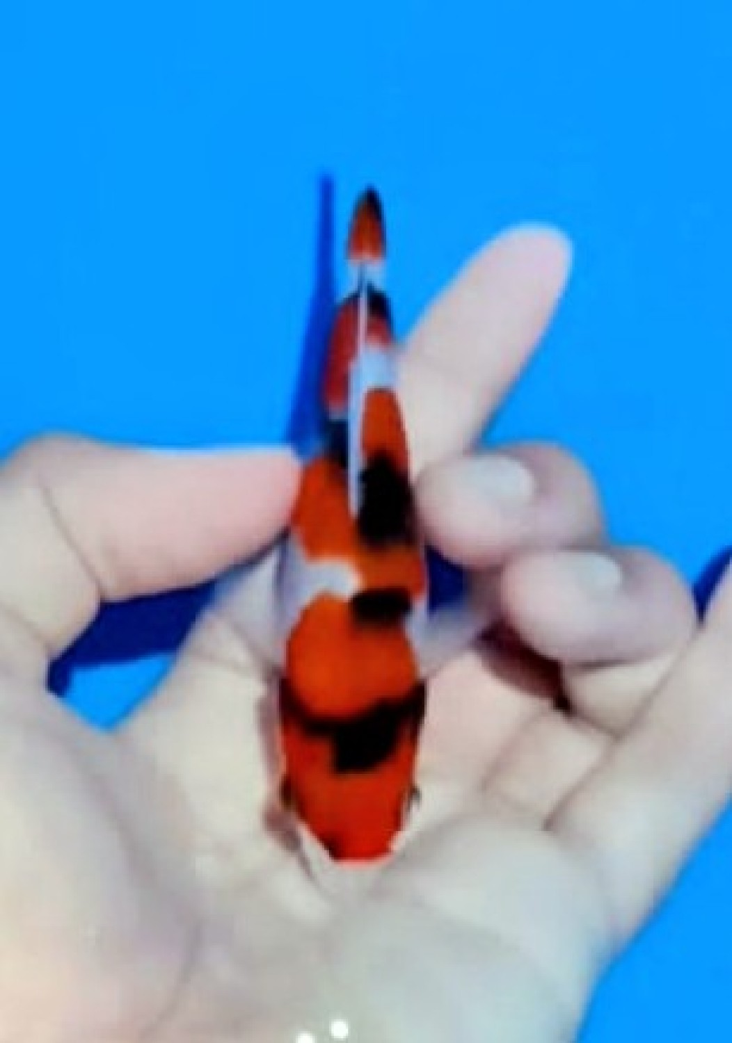 F. Tategoi Prize Up To 12 cm