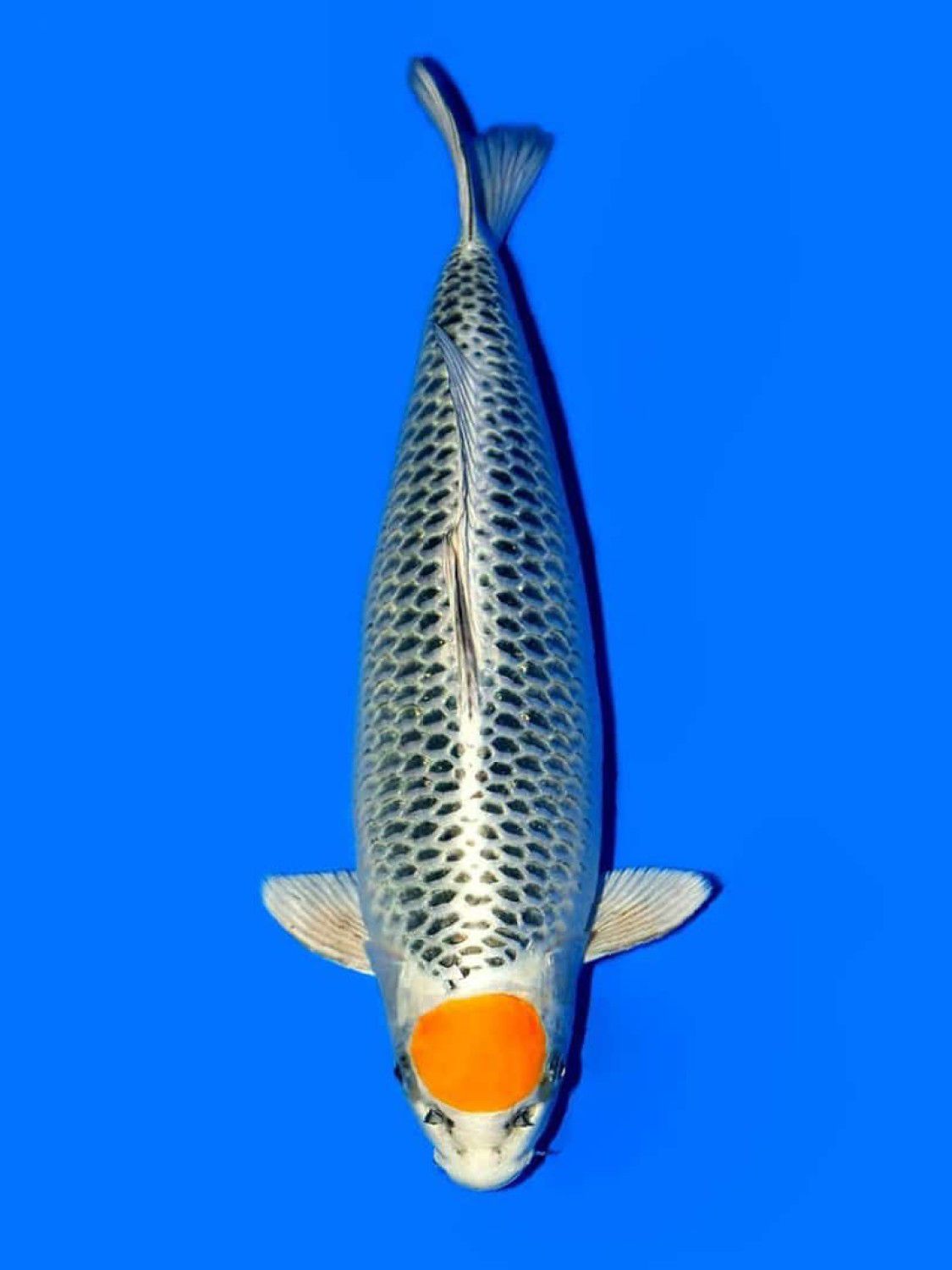 C. Anggrek Prize 61 - 65 cm