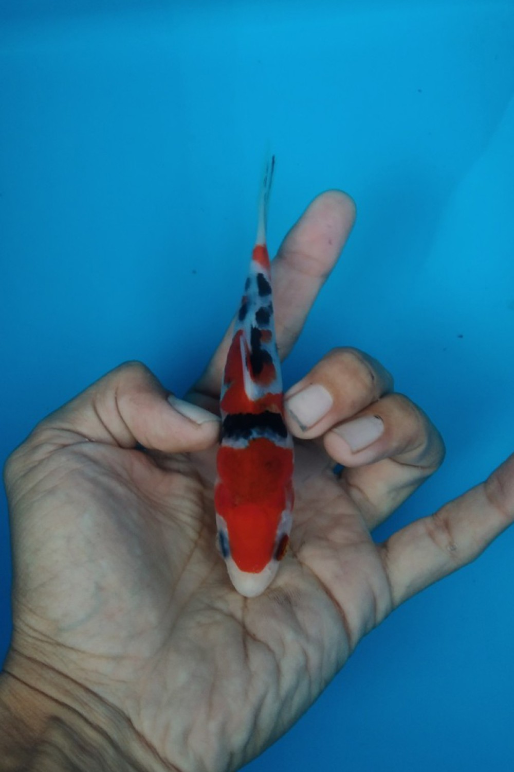 Juara 3