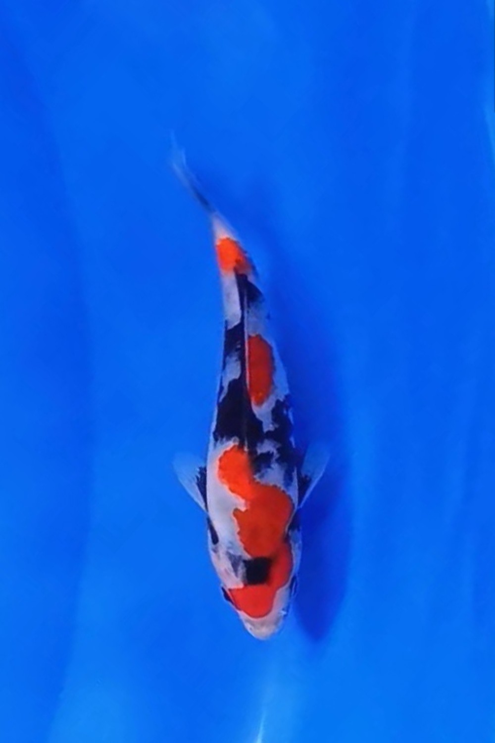 Juara 2
