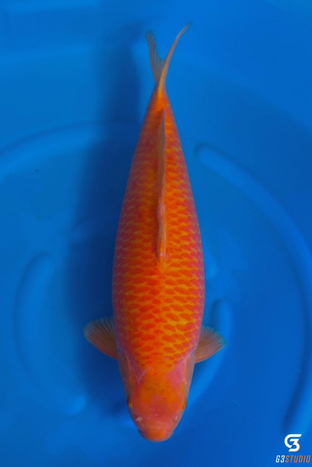 Juara 1