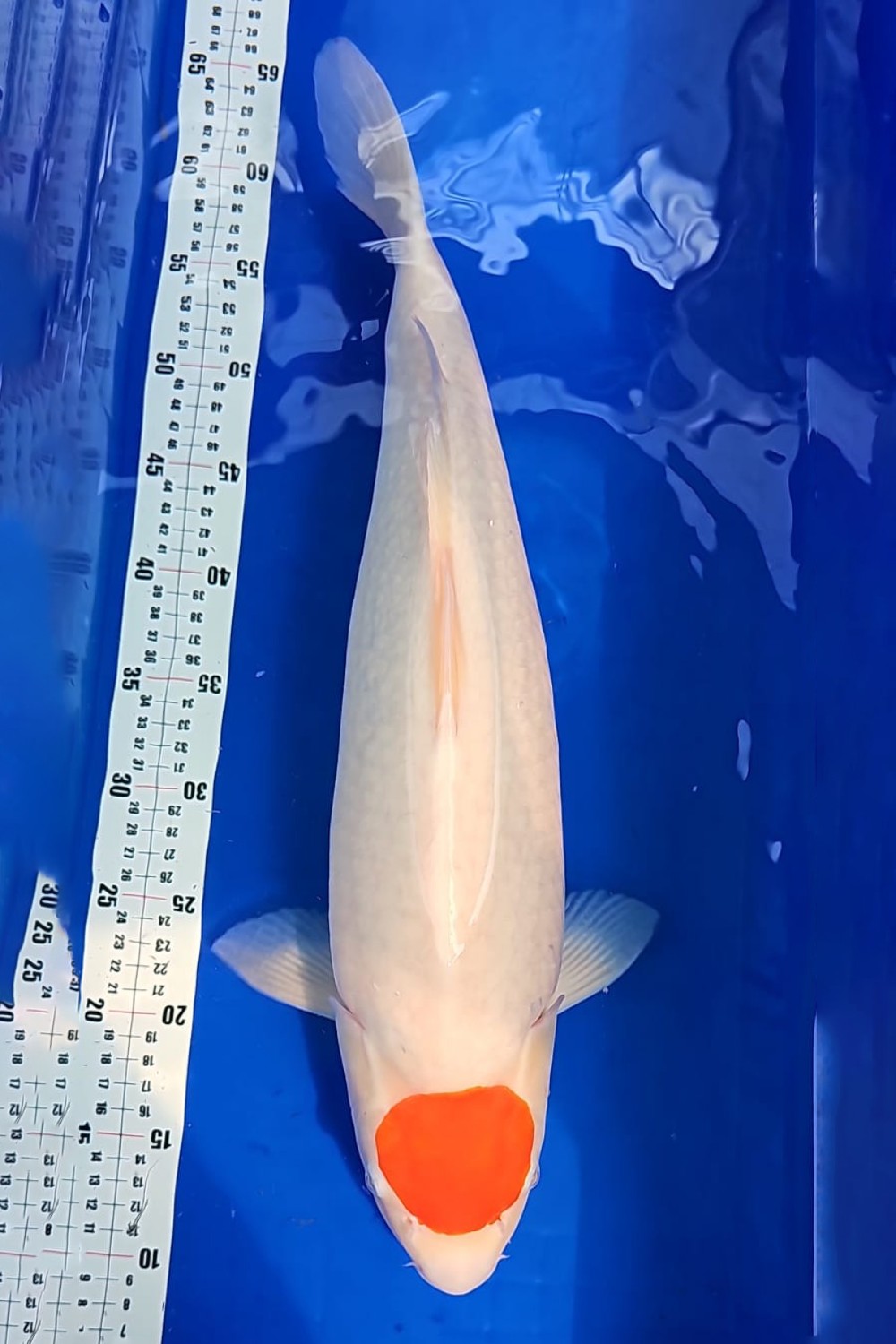 C. Anggrek Prize 56 - 60 cm