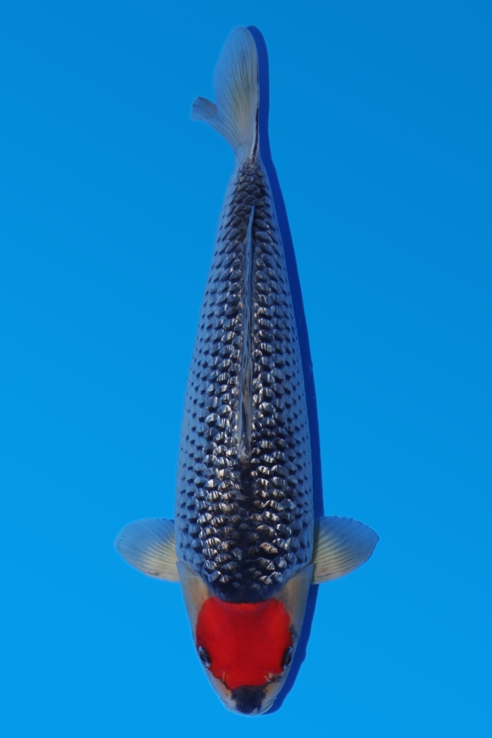 Juara 1
