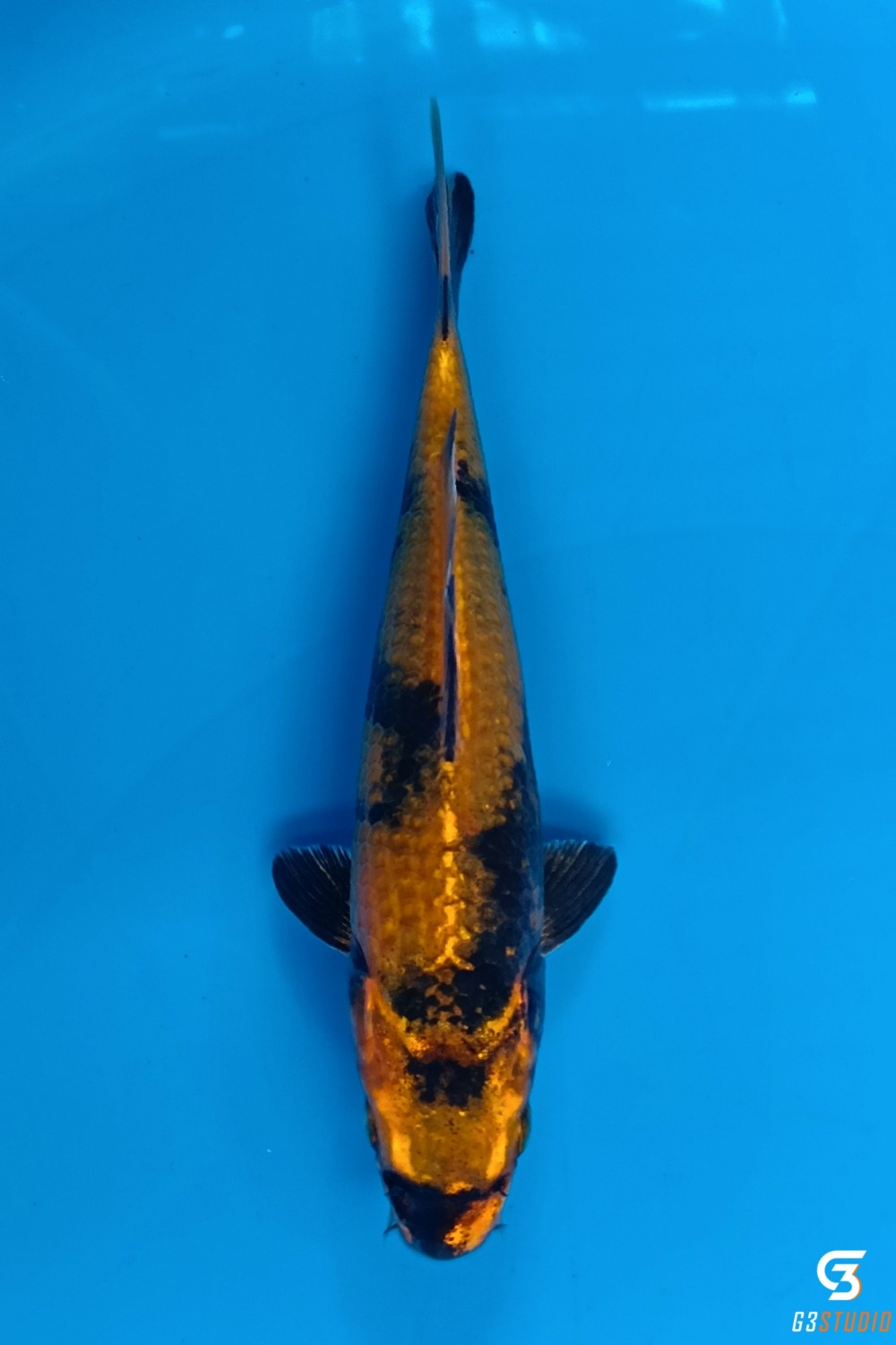 Juara 2