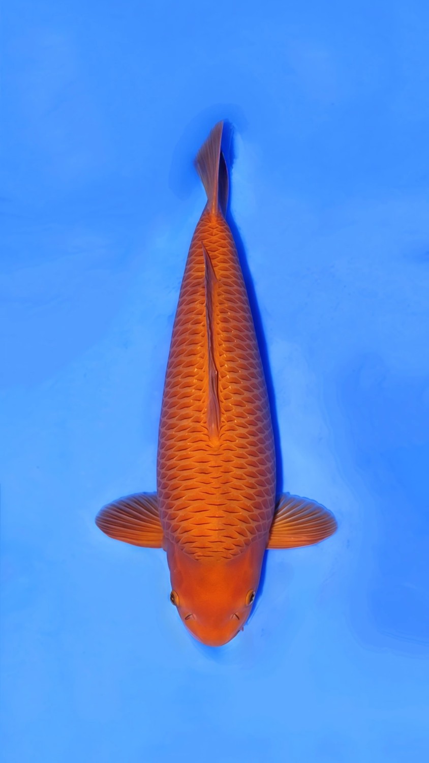 Juara 1