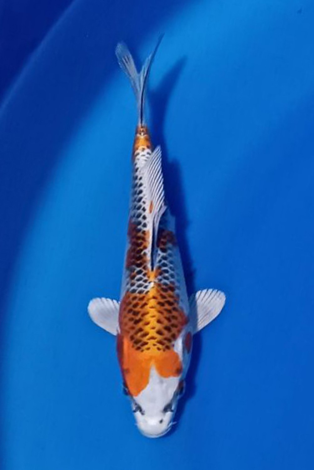 Juara 2