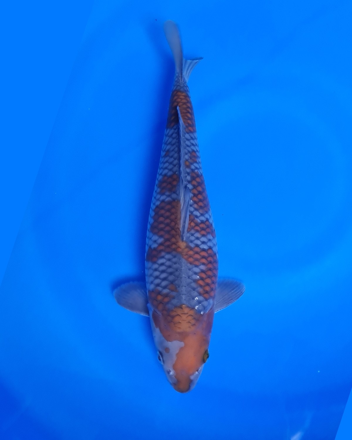 Juara 2