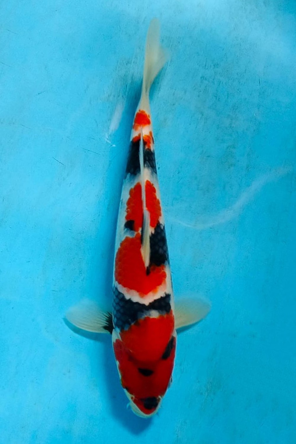 F. Tategoi Prize 21 - 25 cm