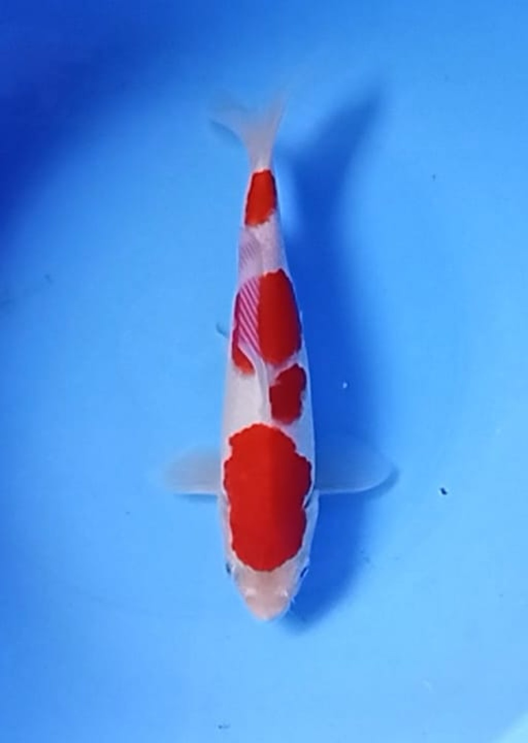 Juara 1