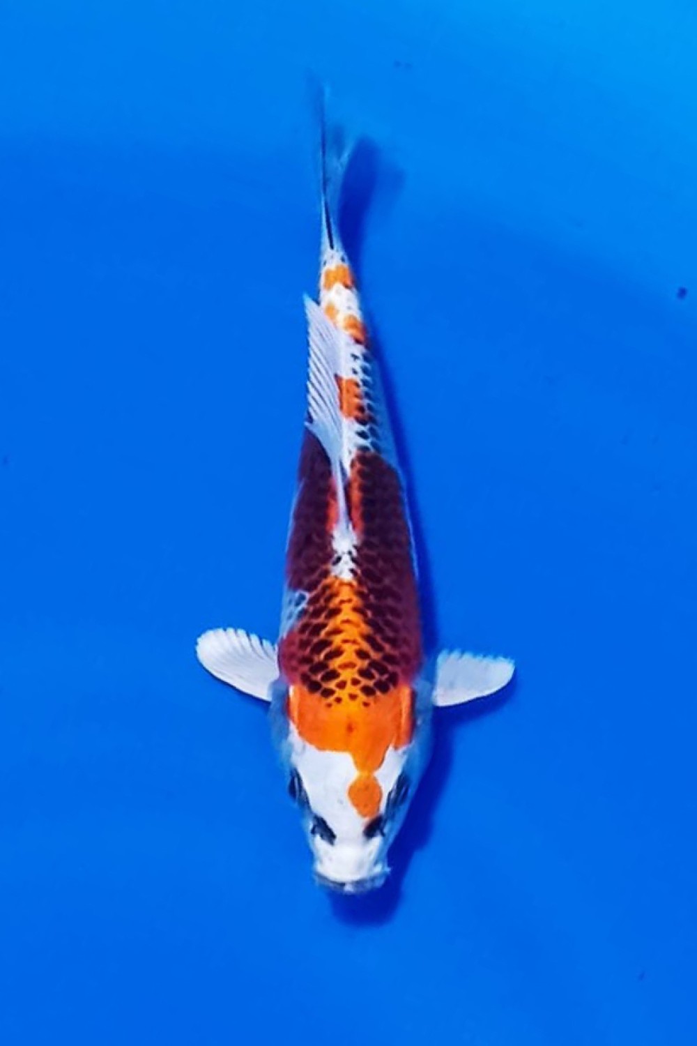Juara 1