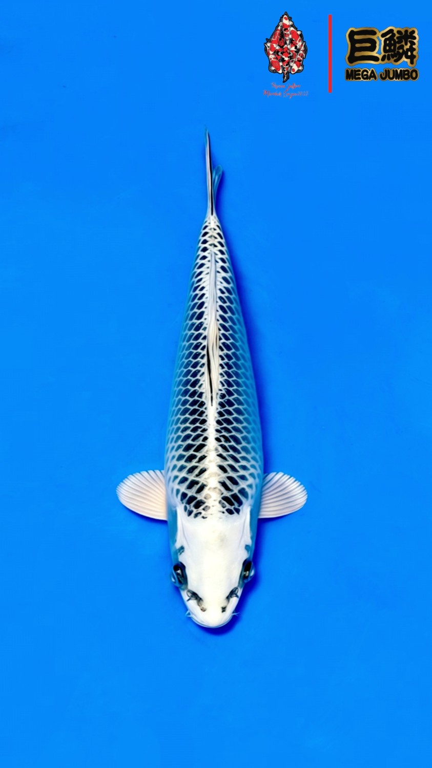 Juara 1