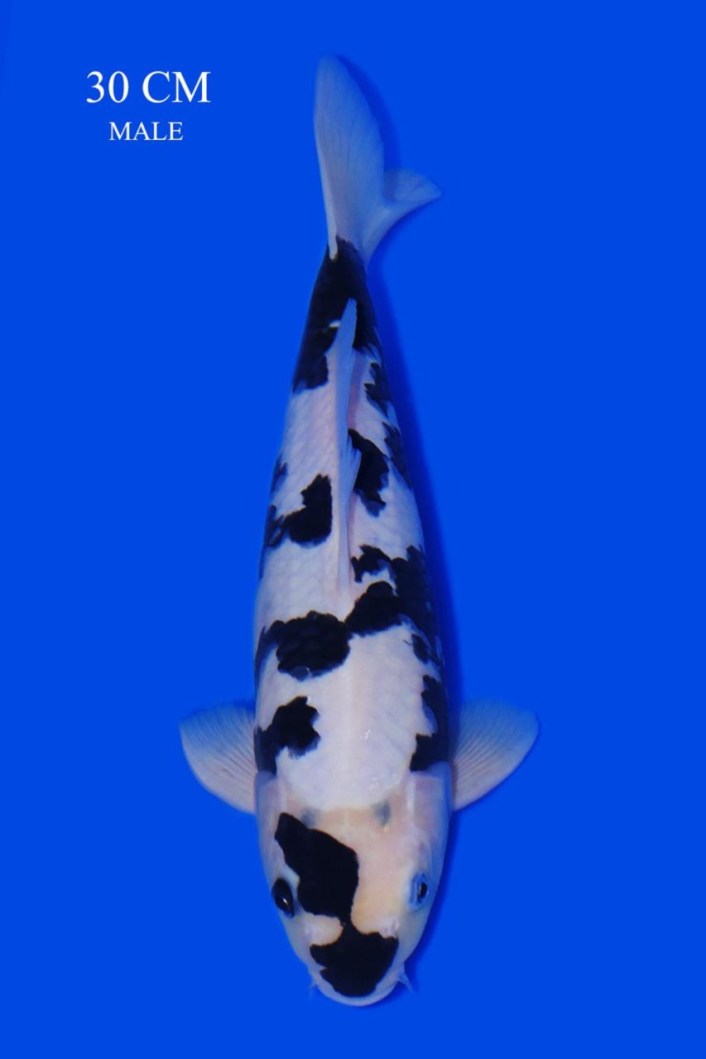 Juara 5