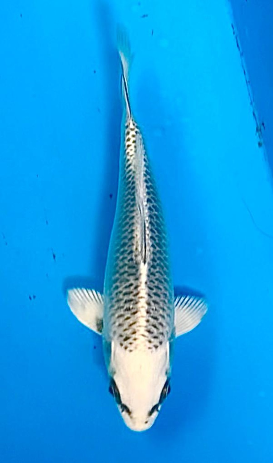 Juara 5