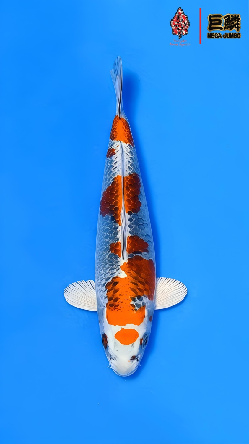 Juara 1