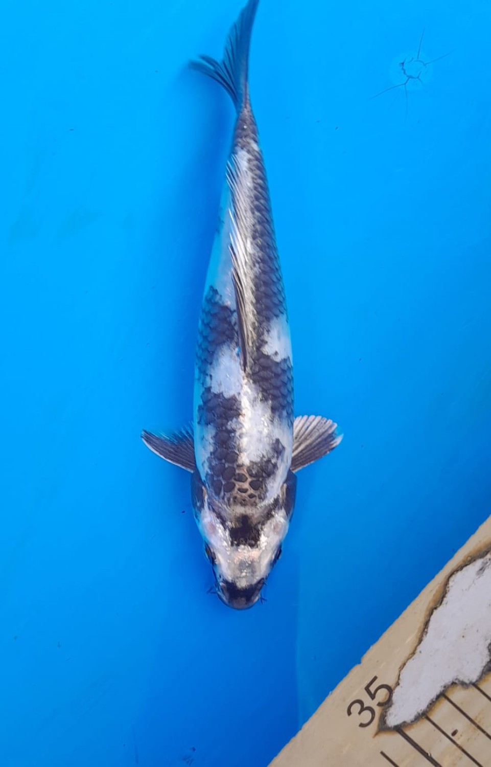 Juara 1