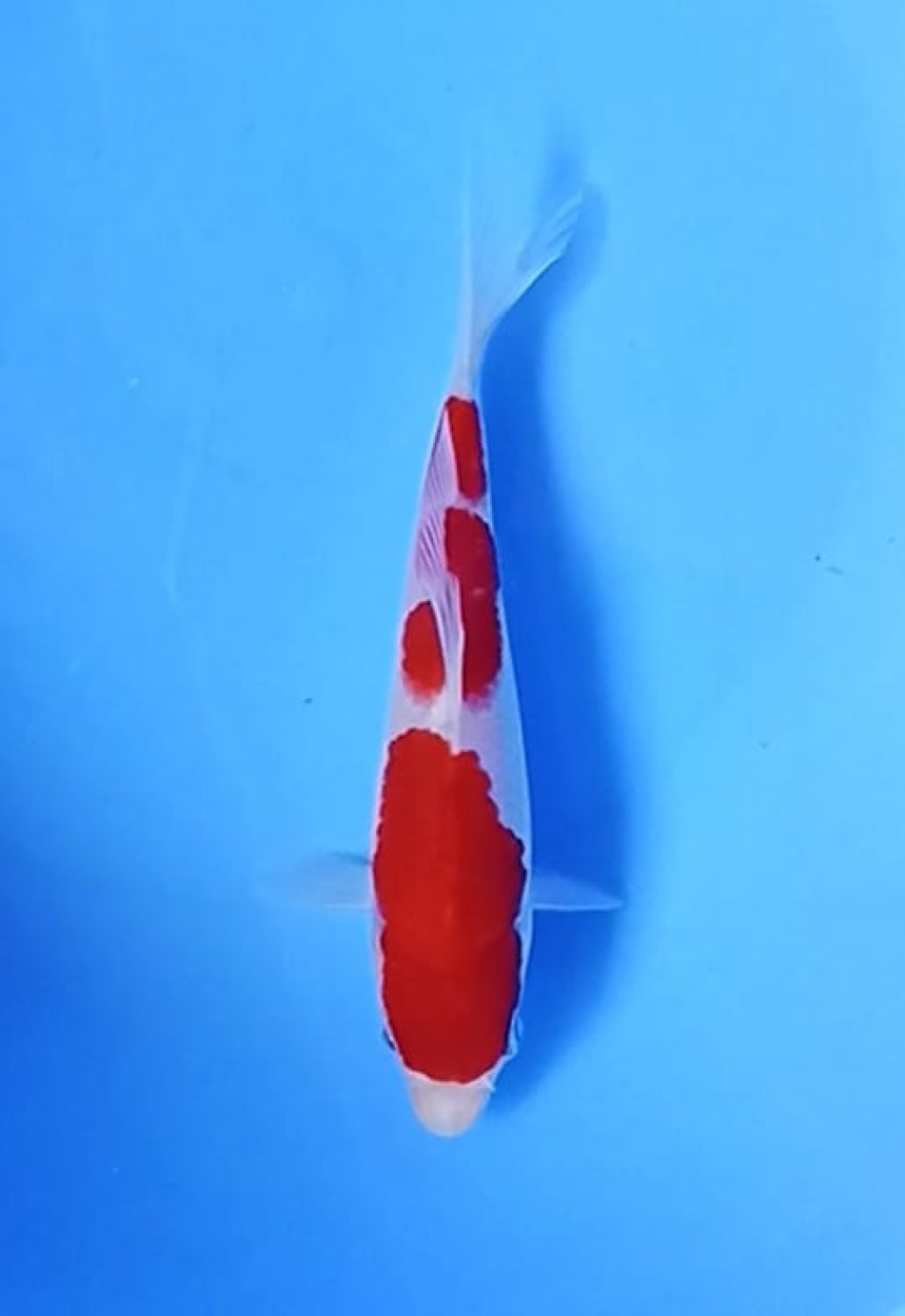 Juara 3