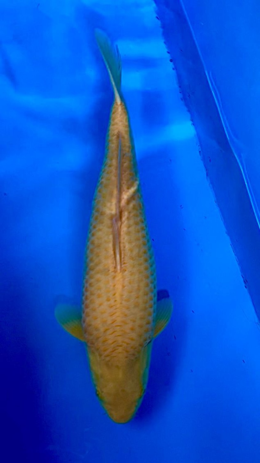 Juara 3