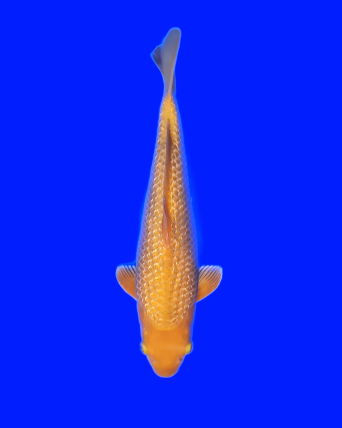 Juara 2