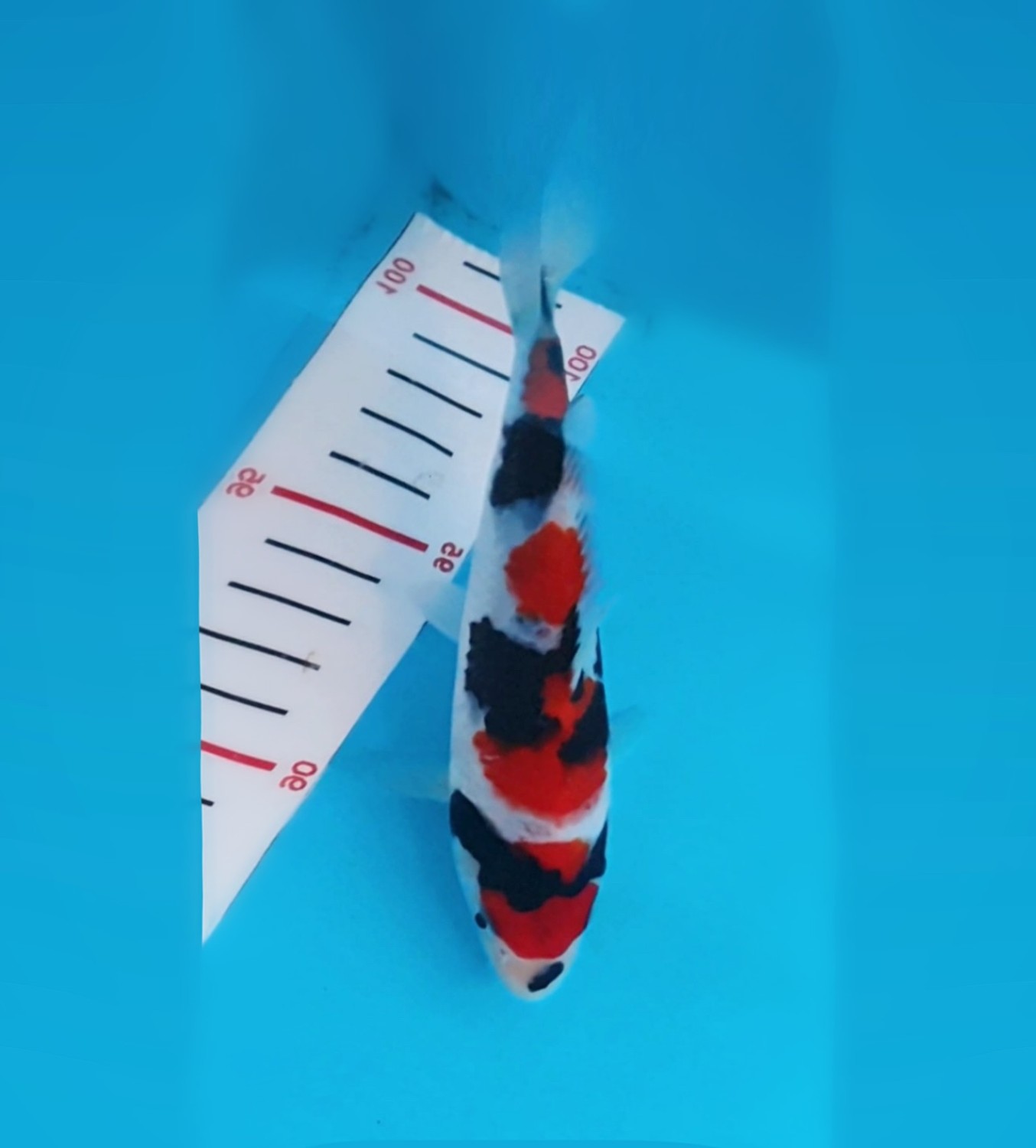 A. Mini Champion