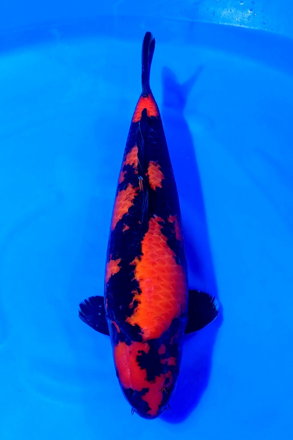 D. Cempaka Prize 51 - 55 cm