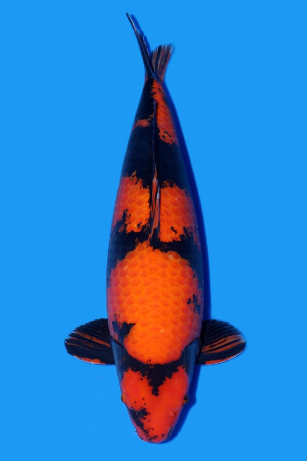 D. Cempaka Prize 71 - 75 cm