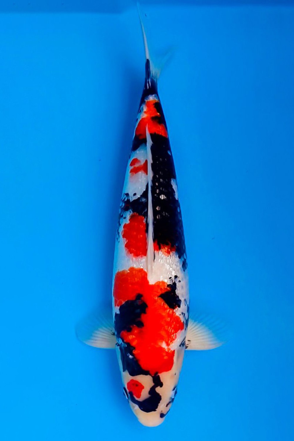 B. Melati Prize 46 - 50 cm